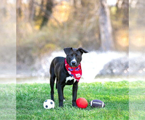 Medium Photo #2 Labrador Retriever-Unknown Mix Puppy For Sale in Unionville, PA, USA