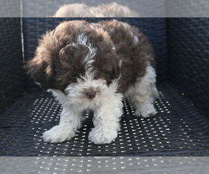 Bichpoo Puppy for sale in BLOOMINGTON, IN, USA