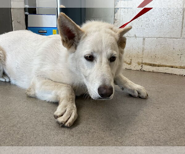 Medium Photo #1 Siberian Husky Puppy For Sale in San Bernardino, CA, USA