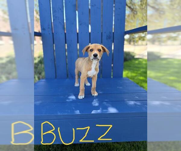 Medium Photo #1 German Shepherd Dog-Unknown Mix Puppy For Sale in Modesto, CA, USA