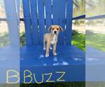 Small German Shepherd Dog Mix