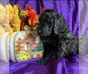 Poodle (Standard) Puppy for sale in HARRISBURG, MO, USA
