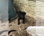 Small Photo #2 Shepradors Puppy For Sale in BURLINGTON, OR, USA