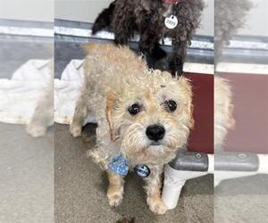Miniature Schnauzer-Poodle (Miniature) Mix Dogs for adoption in Forestville, MD, USA