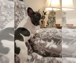 Small Photo #1 French Bulldog Puppy For Sale in FREDERICKTOWN, MO, USA