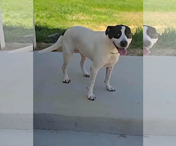 Medium Photo #5 Dalmatian-Labrador Retriever Mix Puppy For Sale in Orangeburg, SC, USA