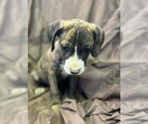 Johnson Rs : River - Male Australian Shepherd-Boxer Mix Dog for Adoption - Photo #3