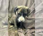 Small Photo #3 Australian Shepherd-Boxer Mix Puppy For Sale in Aurora, IN, USA