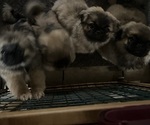 Small Pekingese