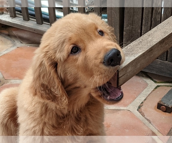 Medium Photo #1 Golden Retriever Puppy For Sale in PACIFIC BEACH, CA, USA