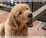 Puppy 1 Golden Retriever