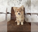 Small #1 American Corgi