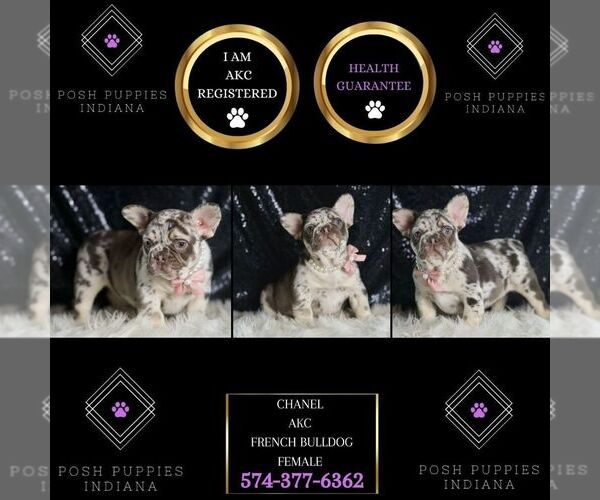 Medium Photo #8 French Bulldog Puppy For Sale in WARSAW, IN, USA
