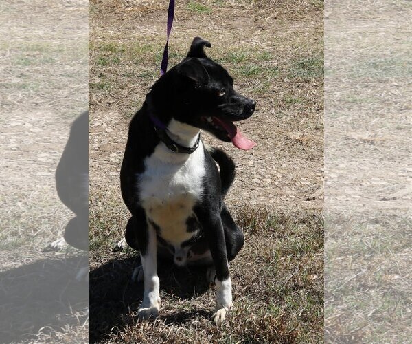 Medium Photo #3 Basenji-Boxer Mix Puppy For Sale in Bandera, TX, USA