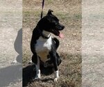 Small #2 Basenji-Boxer Mix