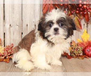 Shih Tzu Puppy for sale in MOUNT VERNON, OH, USA