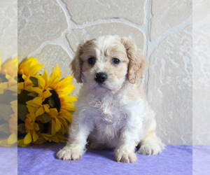 Cavachon Puppy for sale in GORDONVILLE, PA, USA