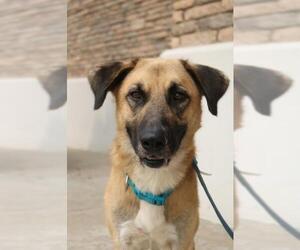 Anatolian Shepherd Dogs for adoption in Claremore, OK, USA