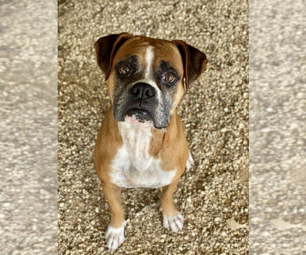 Medium Photo #10 Boxer Puppy For Sale in Austin, TX, USA
