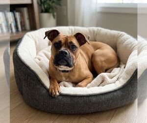 Boxer-Unknown Mix Dogs for adoption in Martinsburg, WV, USA