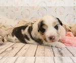 Small Photo #11 Australian Shepherd Puppy For Sale in STAFFORD, VA, USA