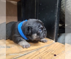 French Bulldog Puppy for sale in AFTON, WY, USA