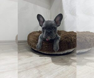 French Bulldog Puppy for Sale in Bila Tserkva, Kyiv Ukraine