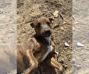 American Pit Bull Terrier-Unknown Mix Dogs for adoption in Hillsboro, MO, USA