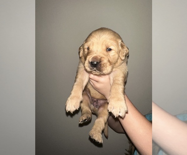 Medium Photo #13 Golden Retriever Puppy For Sale in CONCORD, VA, USA