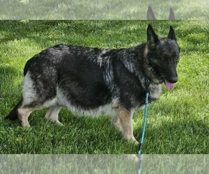 Mother of the German Shepherd Dog puppies born on 06/14/2026
