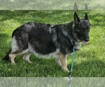 Small Photo #1 German Shepherd Dog Puppy For Sale in EOLIA, MO, USA