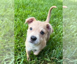 Border Terrier-Labrador Retriever Mix Dogs for adoption in Lakewood, CO, USA