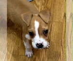 Small #9 American Staffordshire Terrier Mix