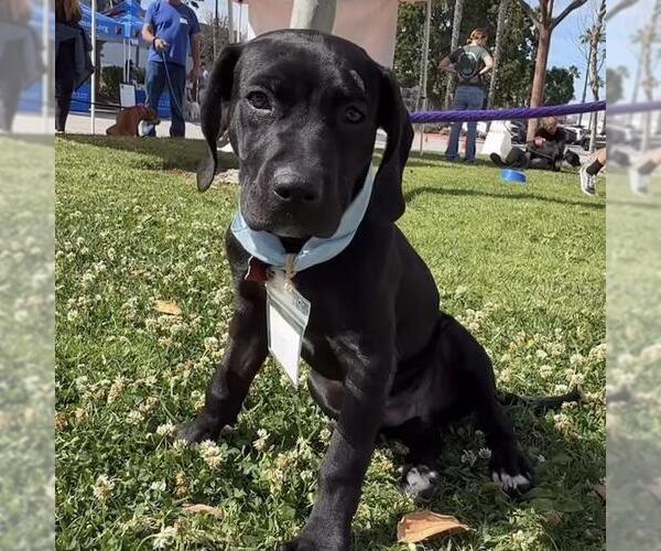 Medium Photo #11 Labrador Retriever-Unknown Mix Puppy For Sale in San Diego, CA, USA