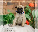 Small #1 Pug