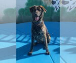 Small #1 Dutch Shepherd -Labrador Retriever Mix