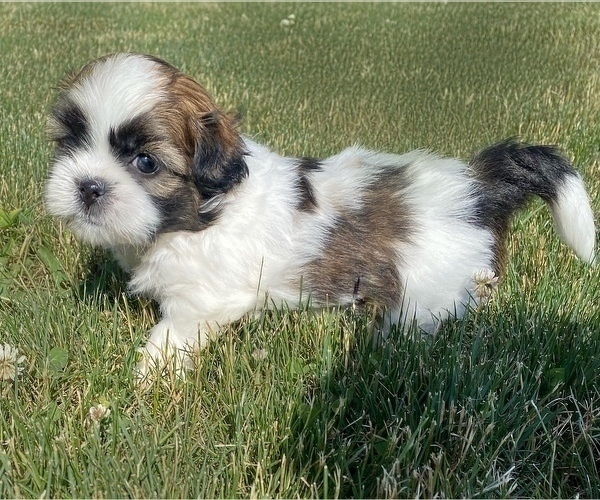 Medium Photo #4 Shih Tzu Puppy For Sale in NILES, MI, USA