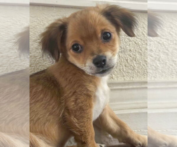 Medium Photo #3 Chihuahua-Colonial Cocker Spaniel Mix Puppy For Sale in Corona, CA, USA