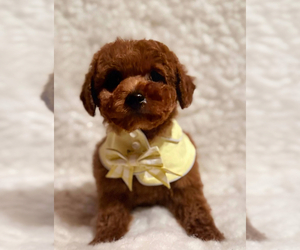 Poodle (Toy) Puppy for Sale in REDLANDS, California USA