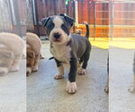 Small #3 Labrador Retriever Mix