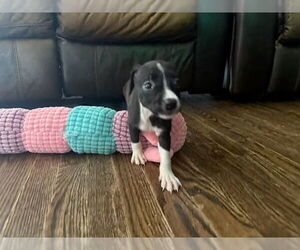 American Staffordshire Terrier-Unknown Mix Dogs for adoption in Raleigh, NC, USA