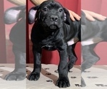 Small Photo #5 Cane Corso Puppy For Sale in COTTAGE GROVE, OR, USA