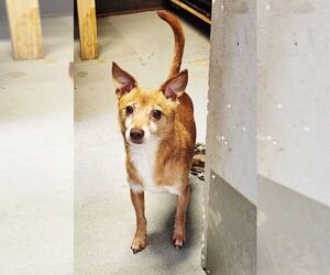 Medium Chihuahua Mix