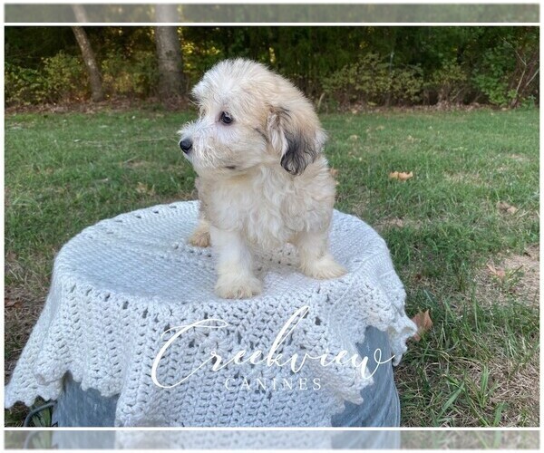 Medium Photo #5 Havachon Puppy For Sale in NIANGUA, MO, USA