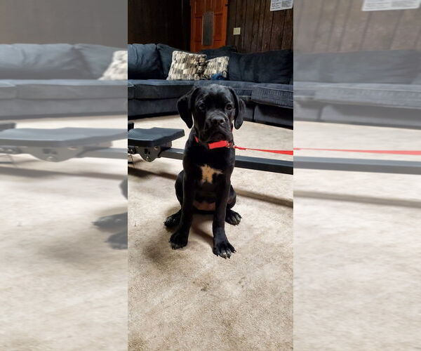 Medium Photo #2 Mutt Puppy For Sale in Goodyear, AZ, USA
