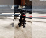 Small #1 Mutt