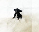Small #1 Chihuahua
