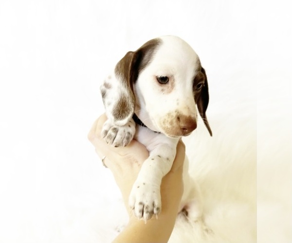 Medium Photo #3 Dachshund Puppy For Sale in DAVIS, CA, USA