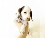 Small #2 Dachshund