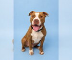 Small American Staffordshire Terrier Mix